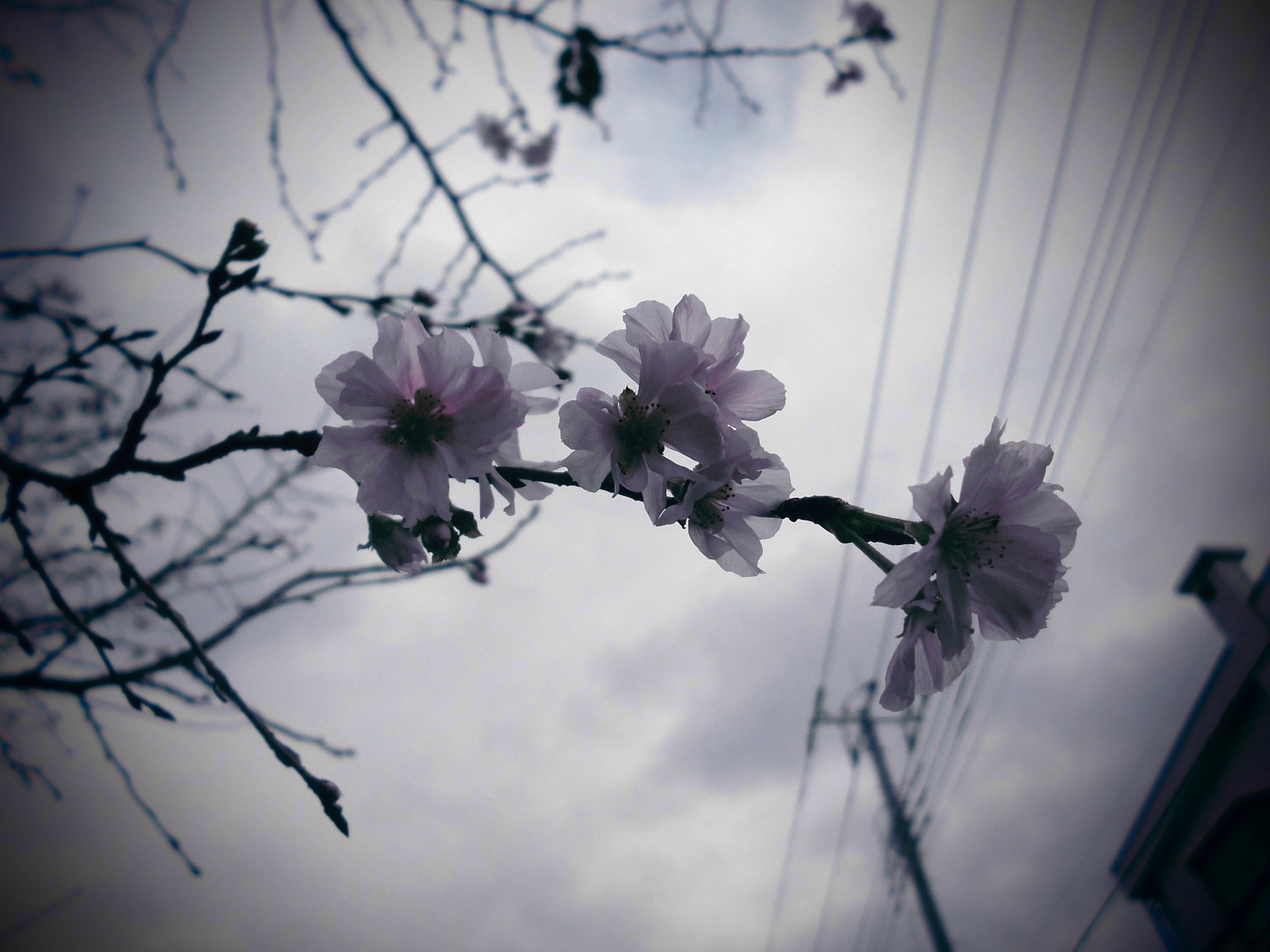 桜咲く（10月桜） 画像