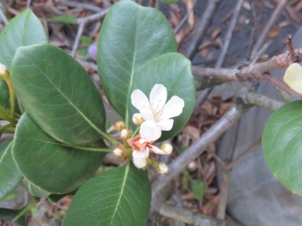 マルバシャリンバイの実が見られます とっておきの練馬 写真館 とっておきの練馬