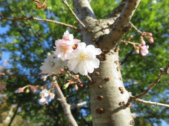１０月桜が咲いてます。 画像