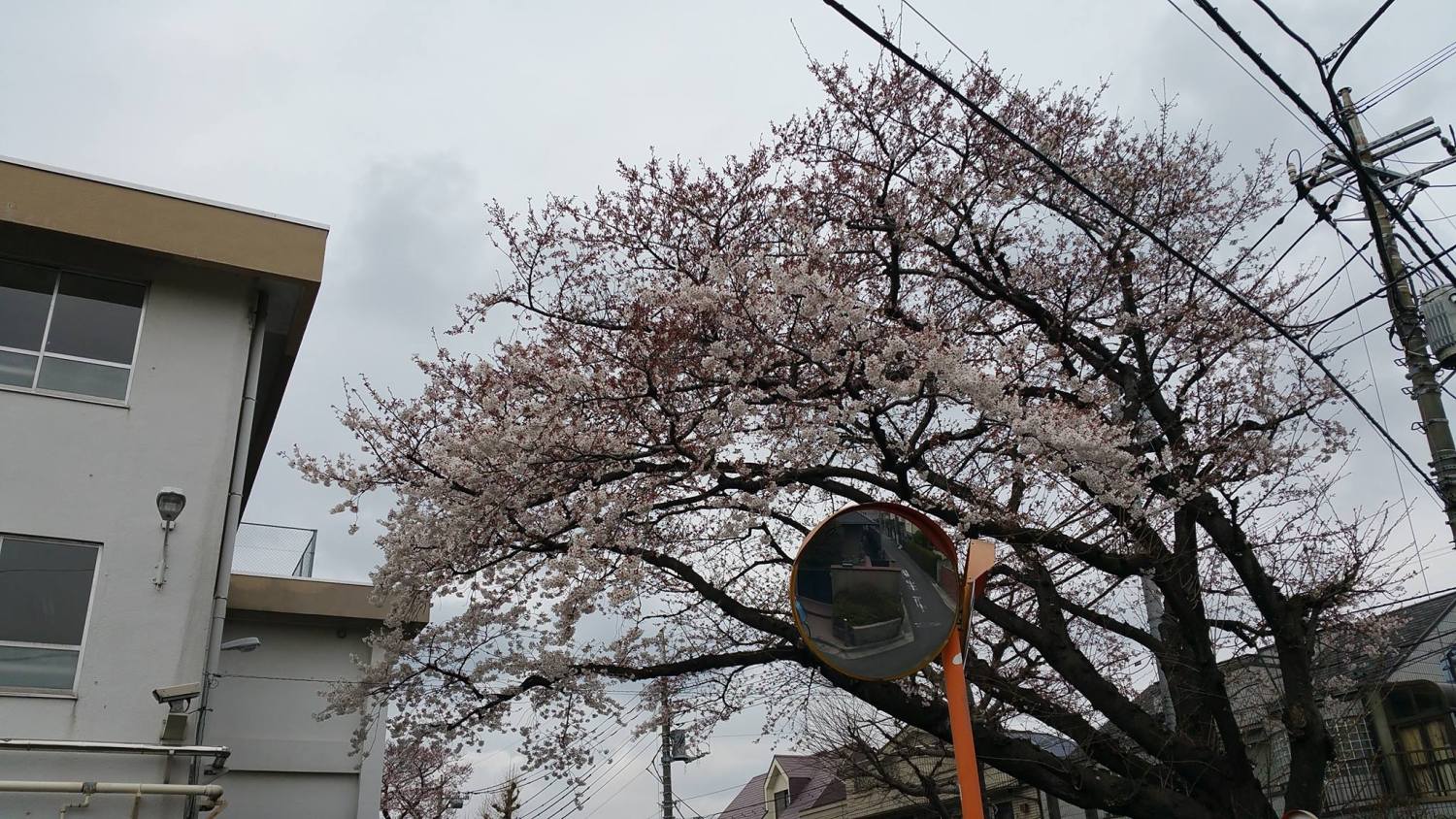 大泉第二中学校の「桜」