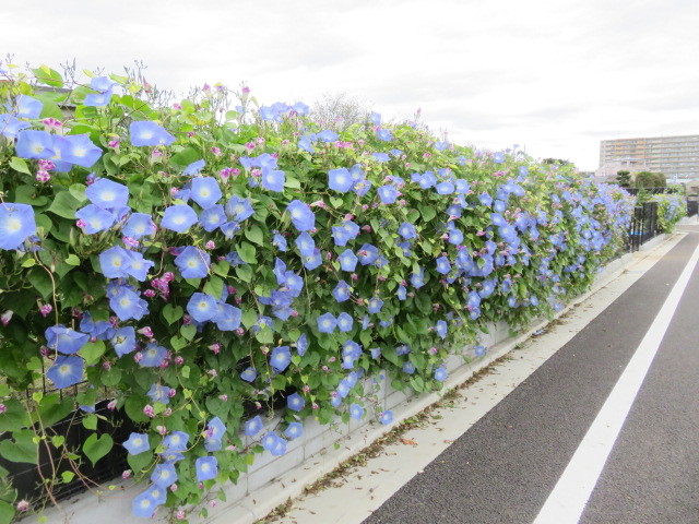 可以看到美国牵牛花的树篱 珍藏的练马照相馆 珍藏的练马