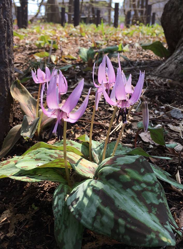 カタクリの花が見頃