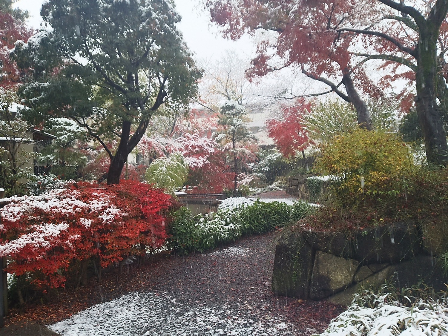 紅葉と雪 画像