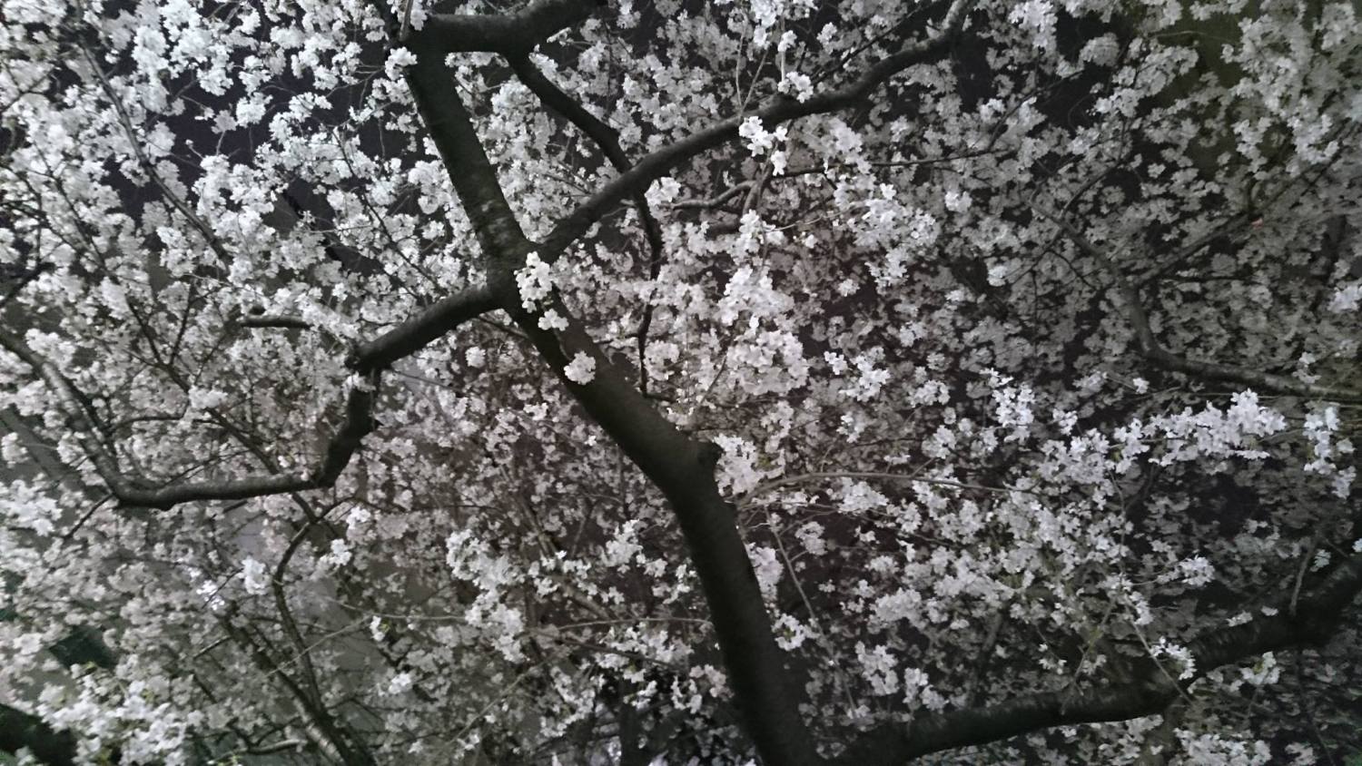 千川通りの桜並木が見頃 画像