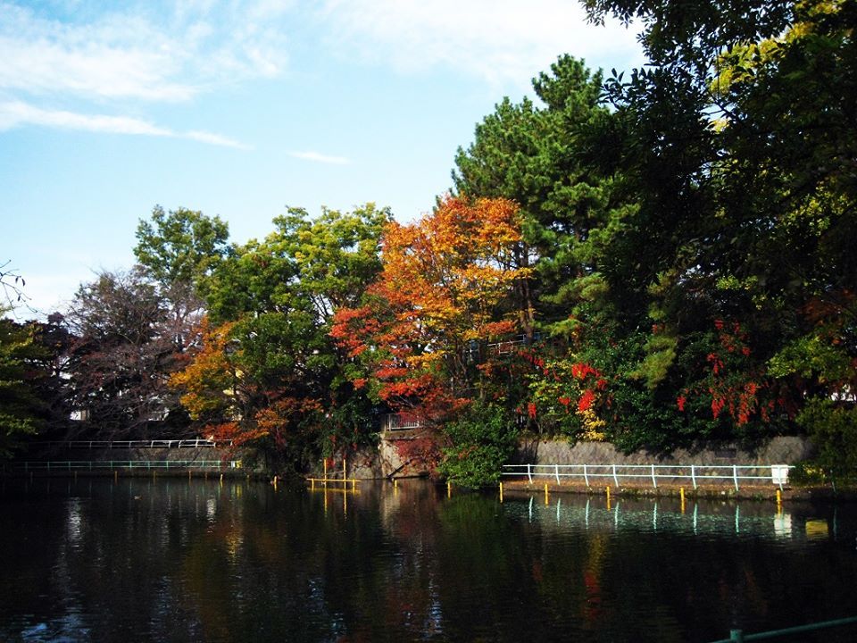 武蔵関公園の紅葉！ 画像