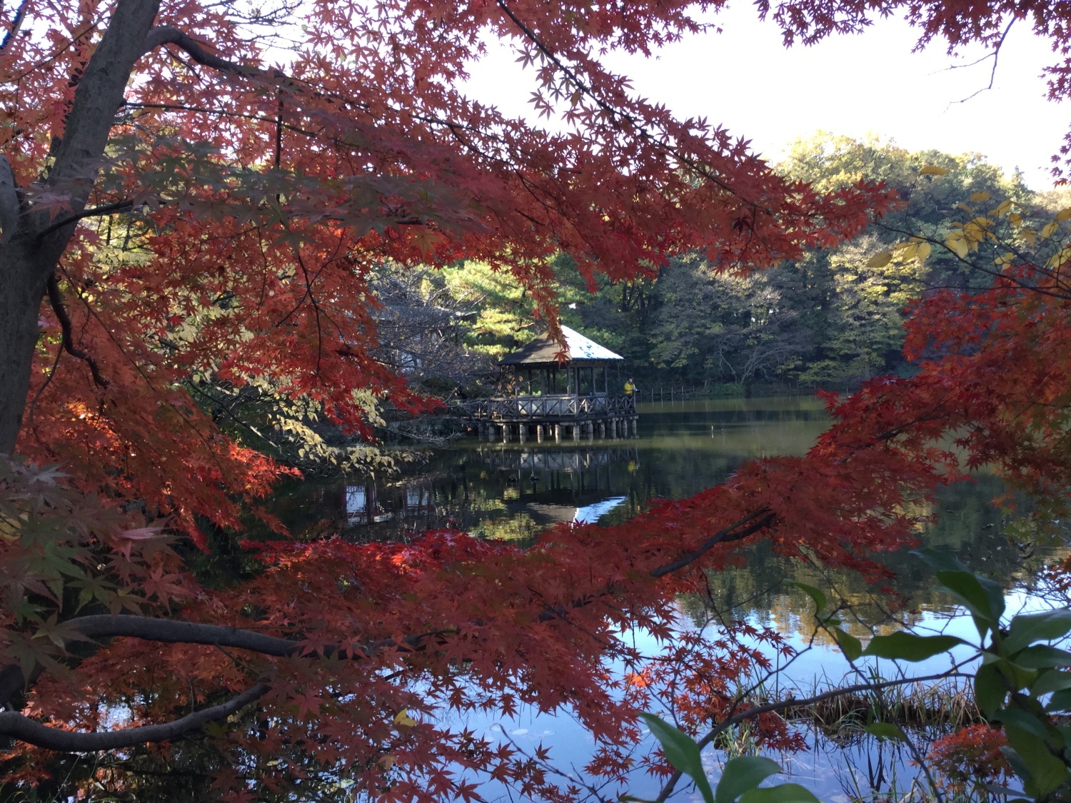 とっておきの石神井公園