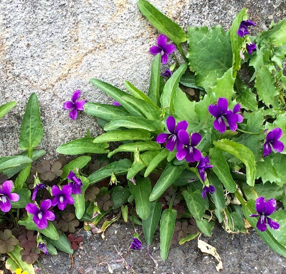 アスファルの隙間に健気に咲く濃い紫のスミレ 画像