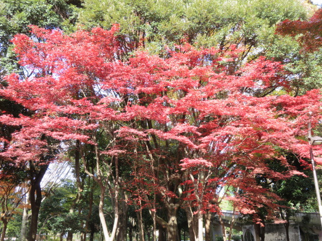 ノムラカエデの紅葉が見られます。 画像