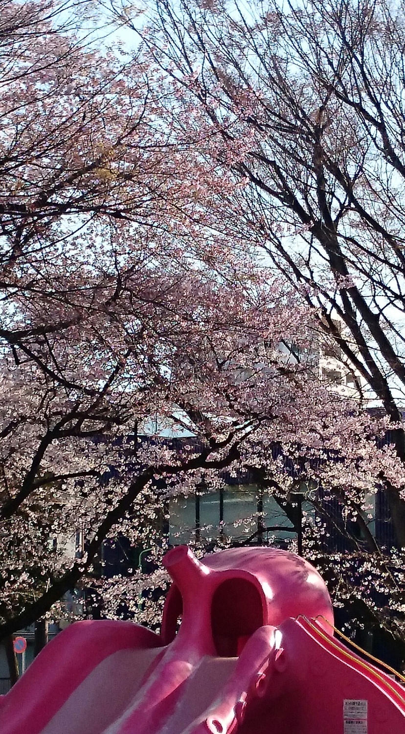 豊玉公園の桜 画像