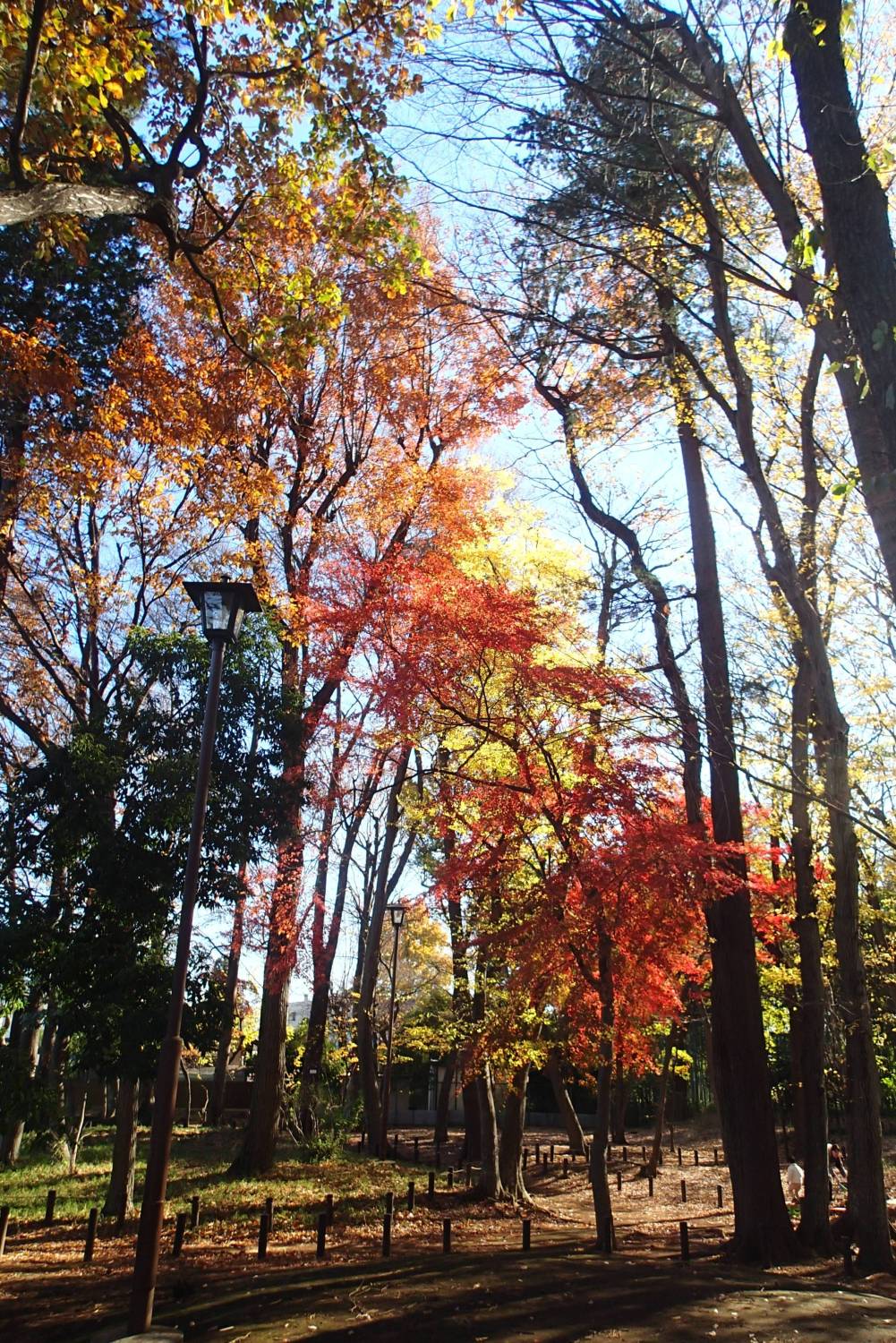 森の秋 画像
