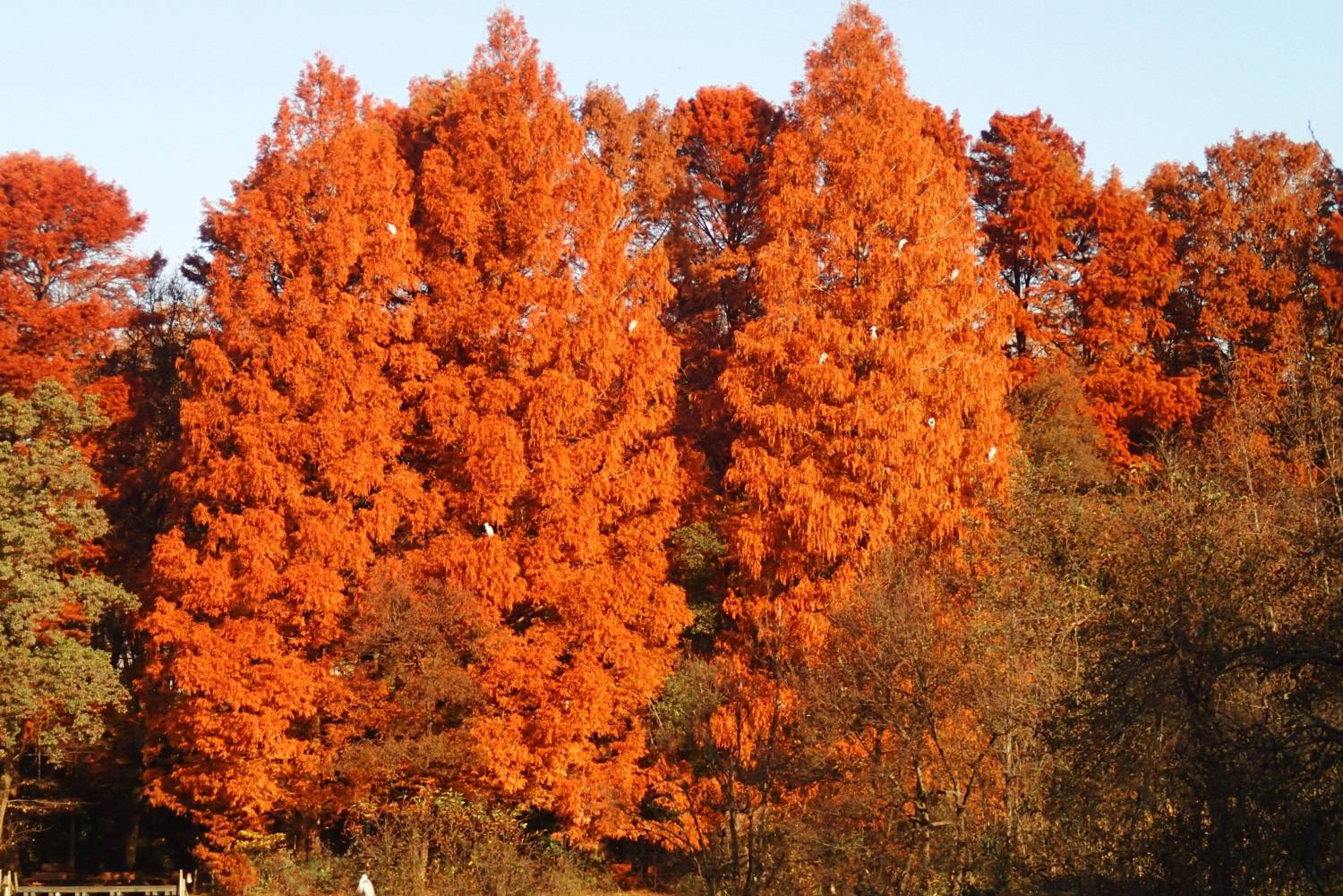 メタセコイヤの紅葉