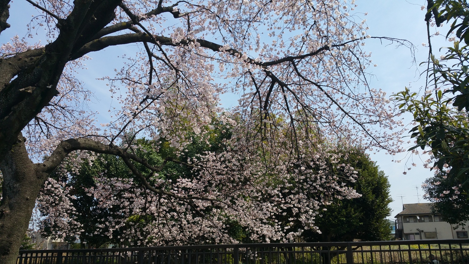 桜も満開