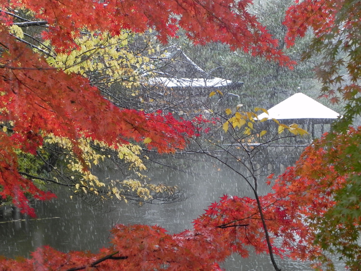 「11月の椿事」紅葉のなかの降雪（石神井公園）