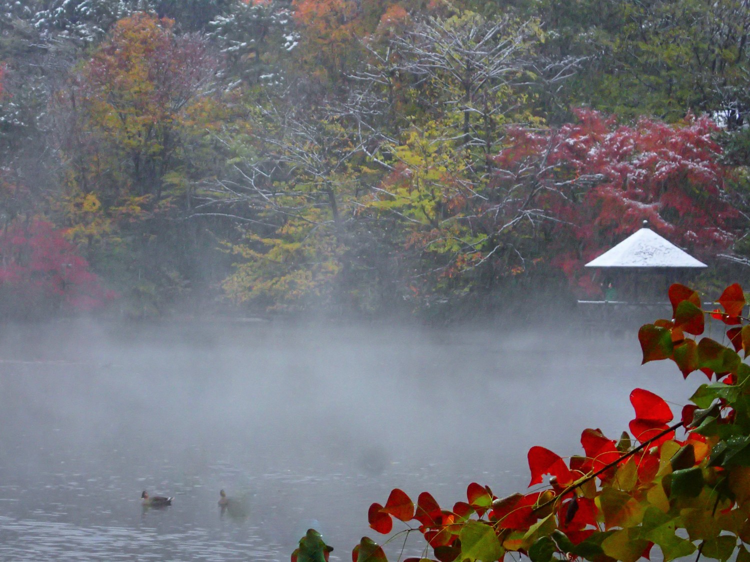 １１月の紅葉と雪のコラボ