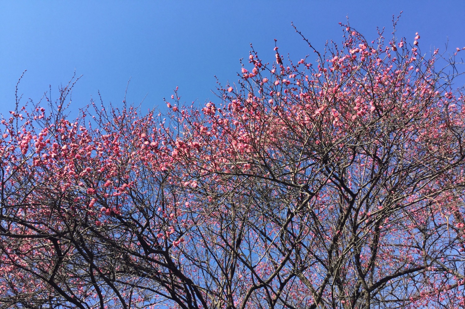紅梅