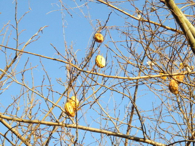 キカラスウリの黄色の実が見られます。 画像