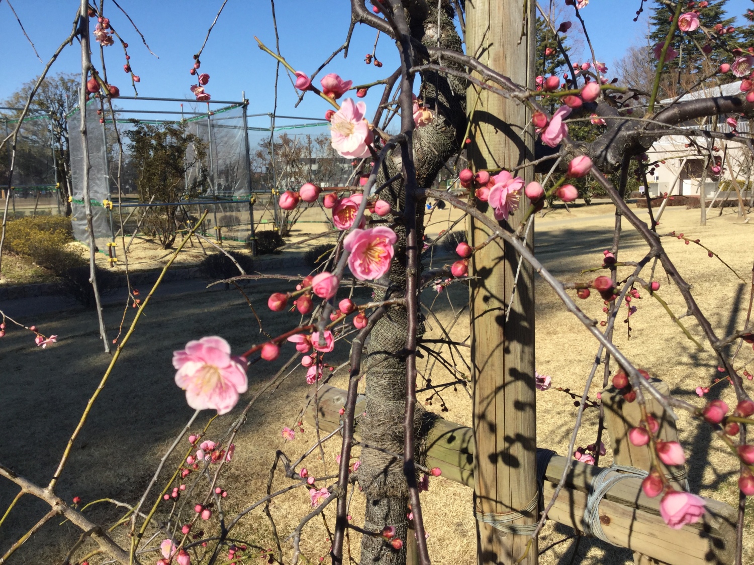 河津桜と紅梅