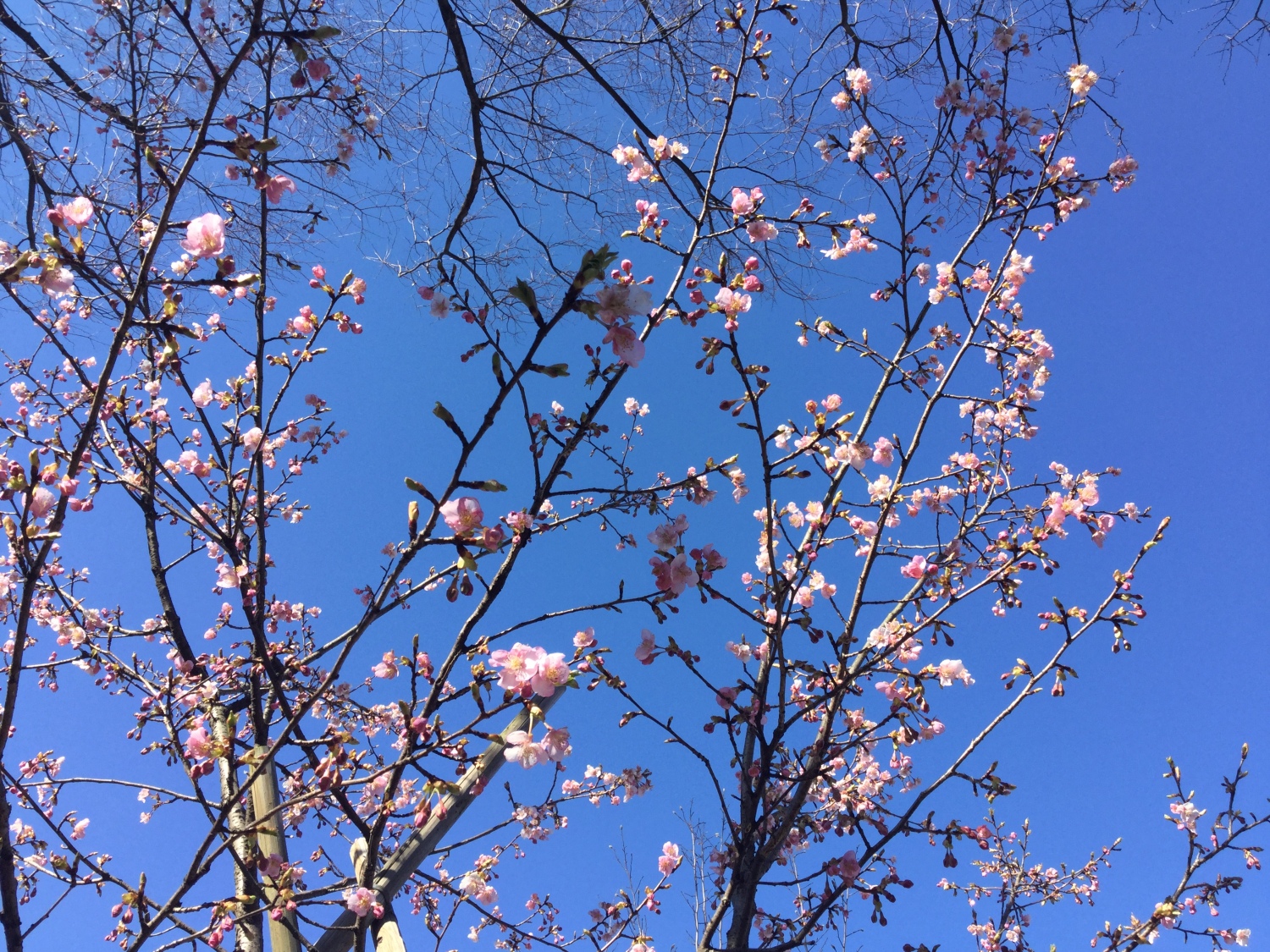 河津桜と紅梅 画像