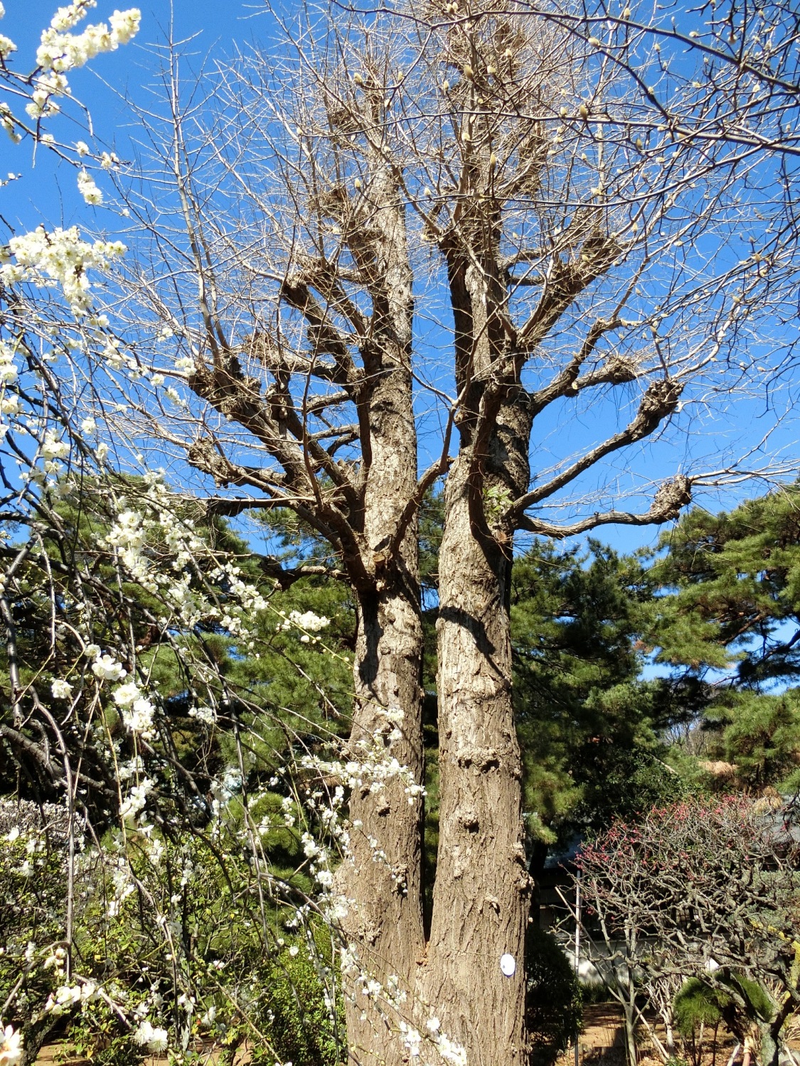 とっておきの風景☆三宝寺のイチョウ