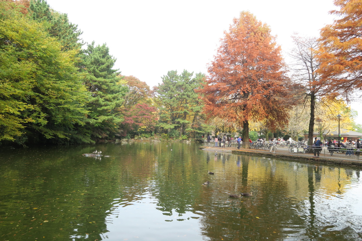 光が丘公園の池の紅葉 画像