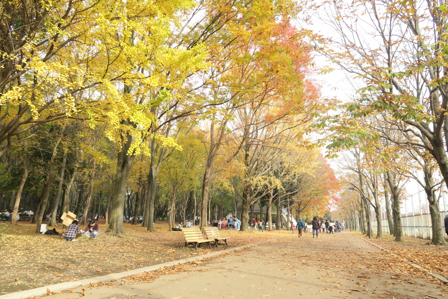 光が丘公園の紅葉 画像