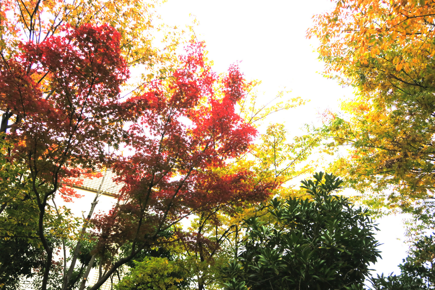 ホテルカデンツァ光ヶ丘の庭の紅葉 画像