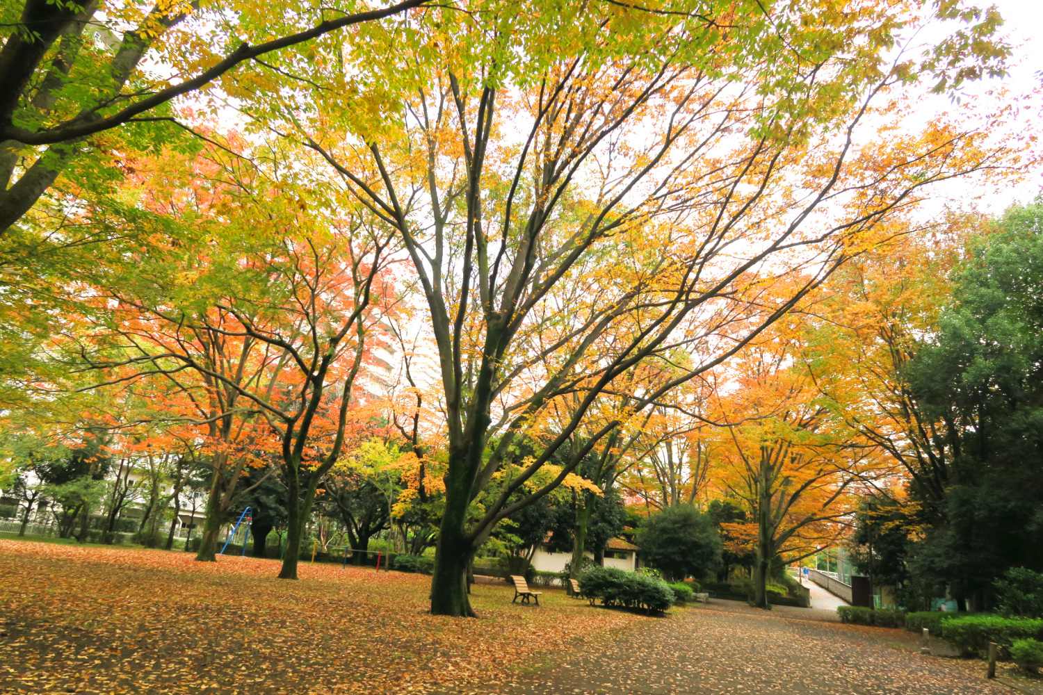 四季の香公園の紅葉 画像