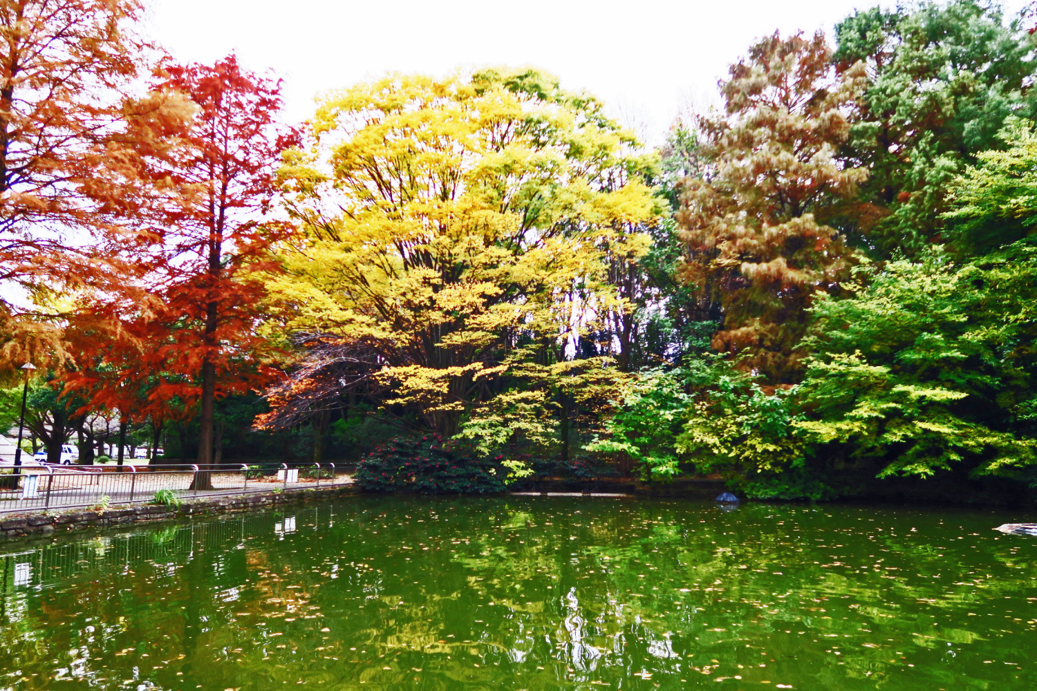 光が丘公園の池の紅葉 画像