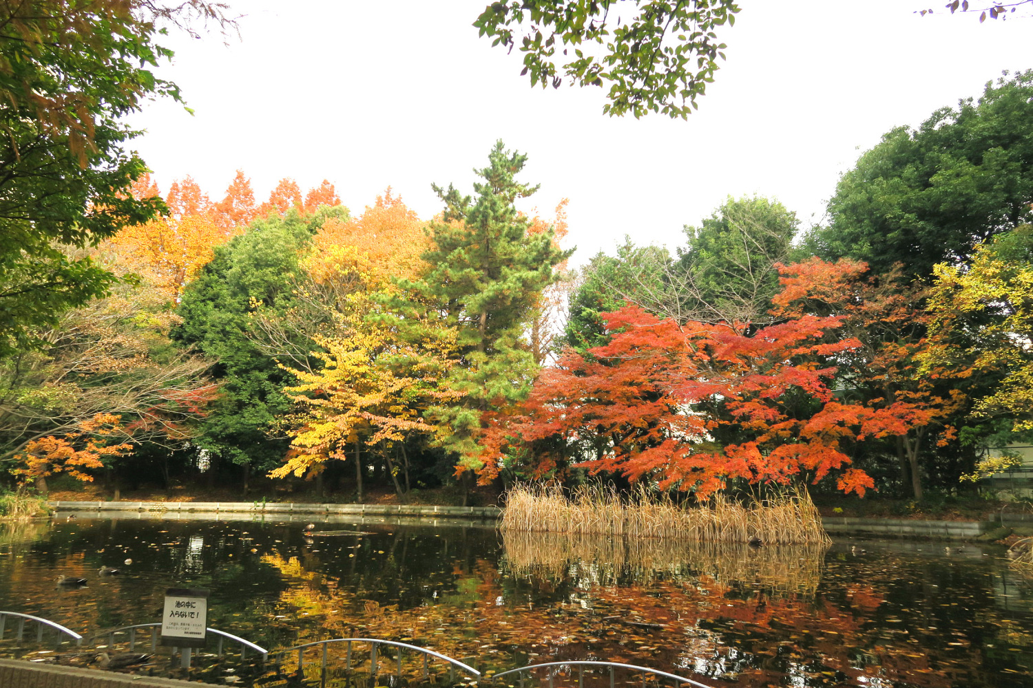 春の風公園のかえる池の紅葉 画像