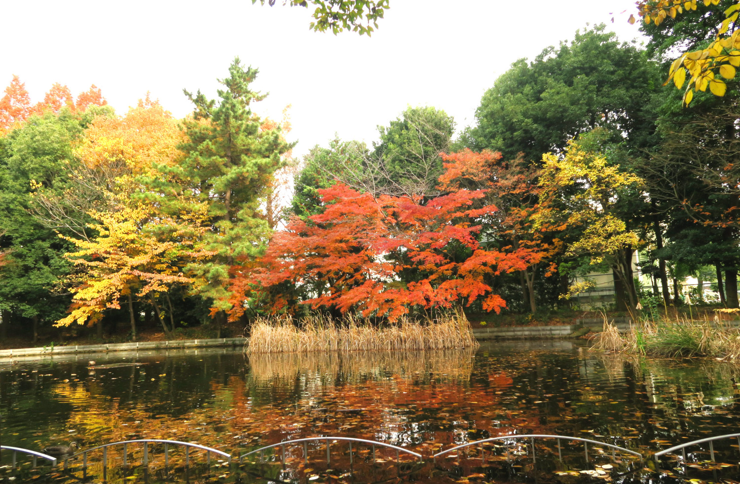 春の風公園のかえる池の紅葉 画像