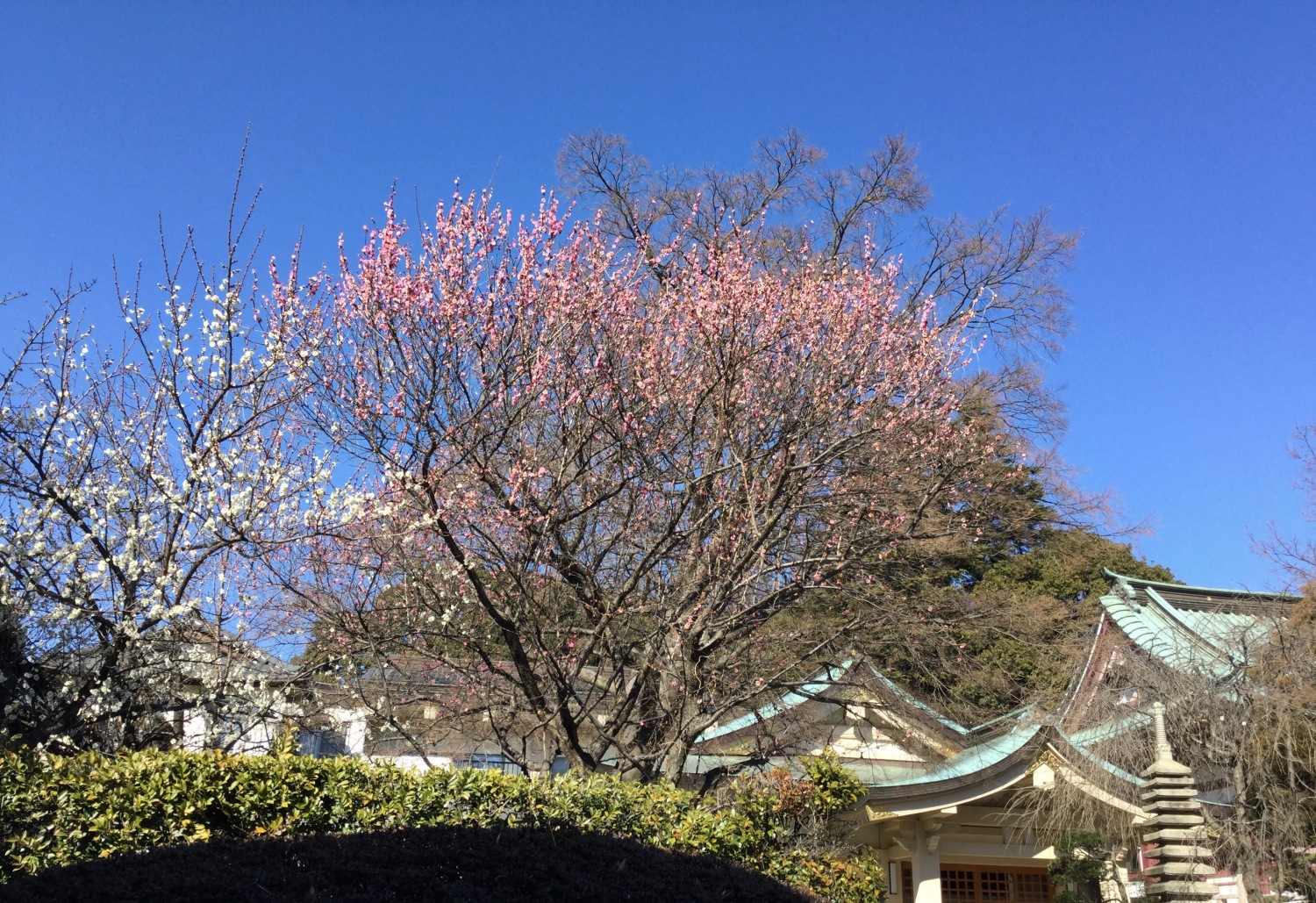 禅定院の紅梅と白梅