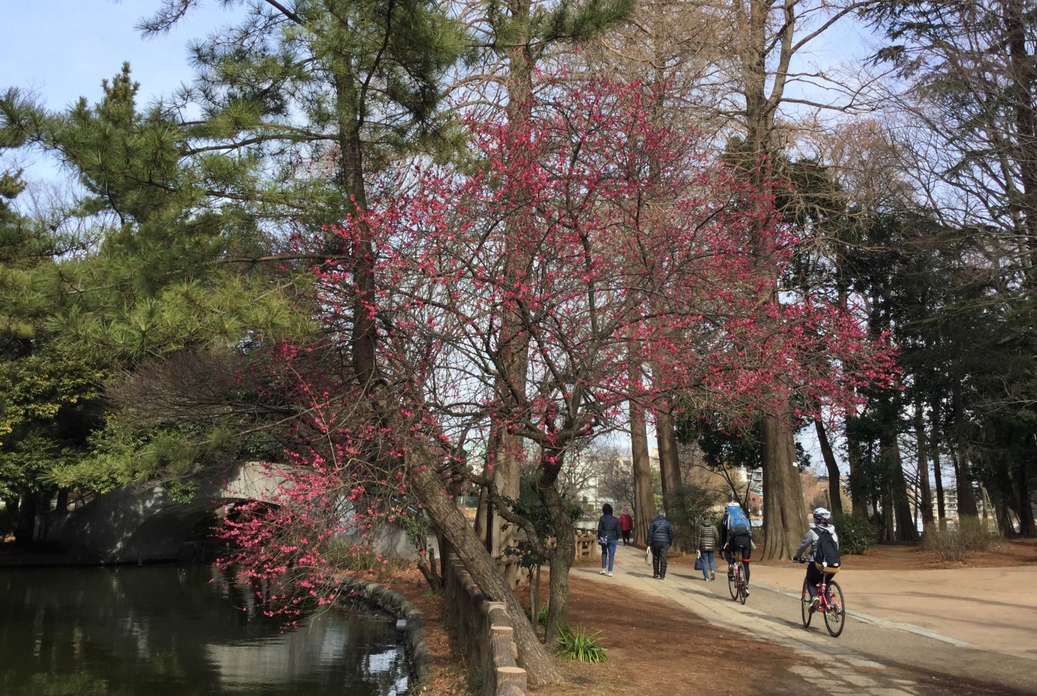 お気に入りの紅梅