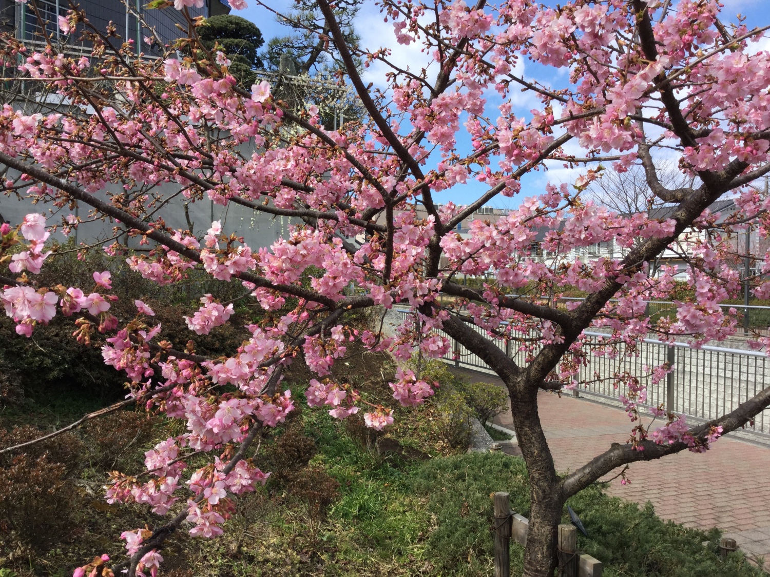 河津桜がとっても綺麗