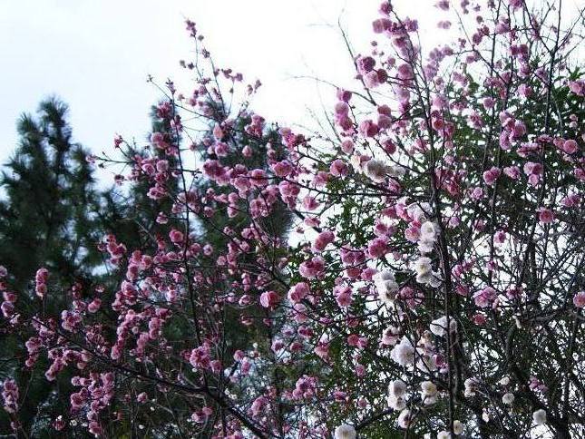 きれいな梅の花