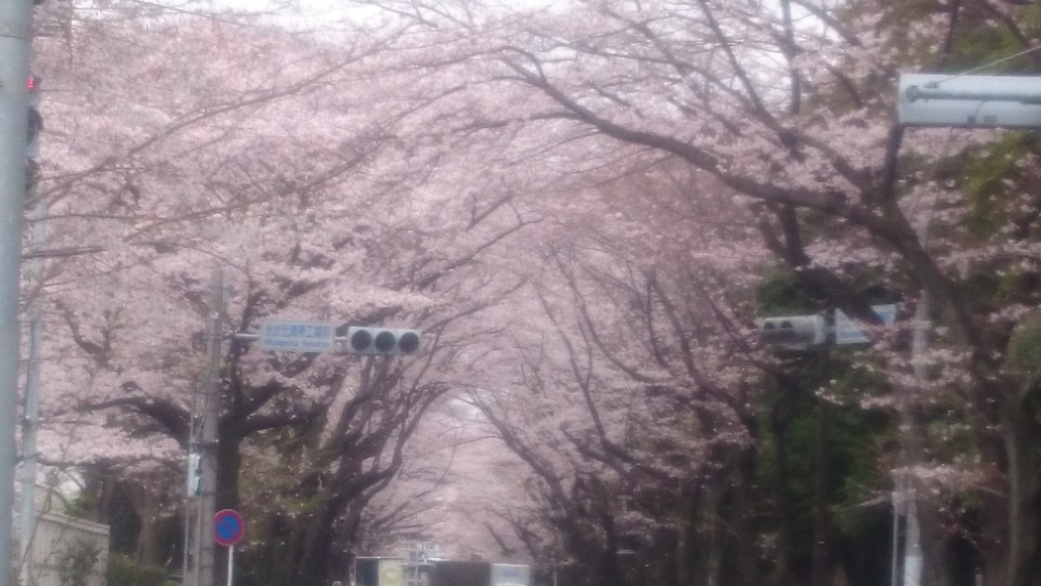 桜トンネル 画像