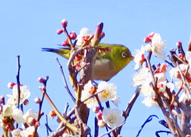 メジロが梅の蜜を吸う とっておきの練馬 写真館 とっておきの練馬