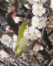 メジロが梅の蜜を吸う とっておきの練馬 写真館 とっておきの練馬