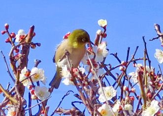 メジロが梅の蜜を吸う とっておきの練馬 写真館 とっておきの練馬