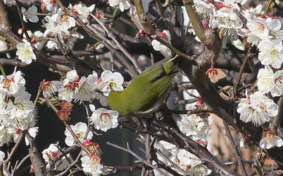 メジロが梅の蜜を吸う とっておきの練馬 写真館 とっておきの練馬