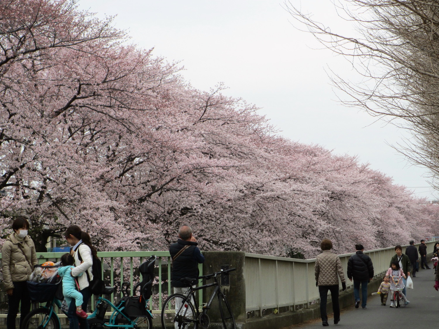 石神井川沿いの桜 画像