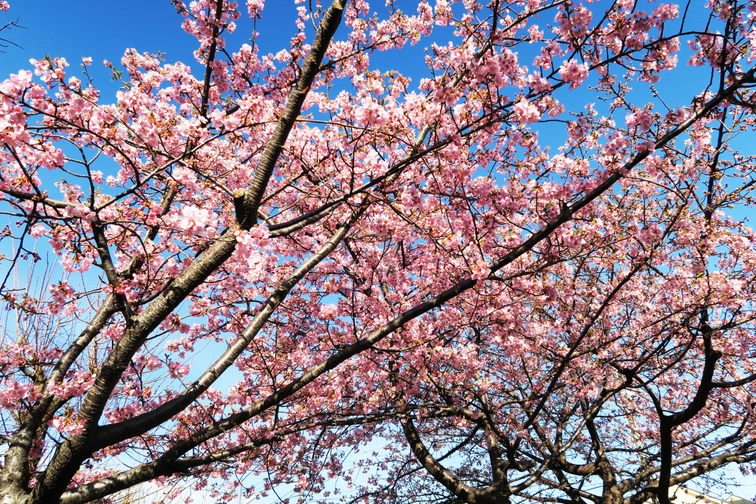 早咲きの河津桜が満開 画像