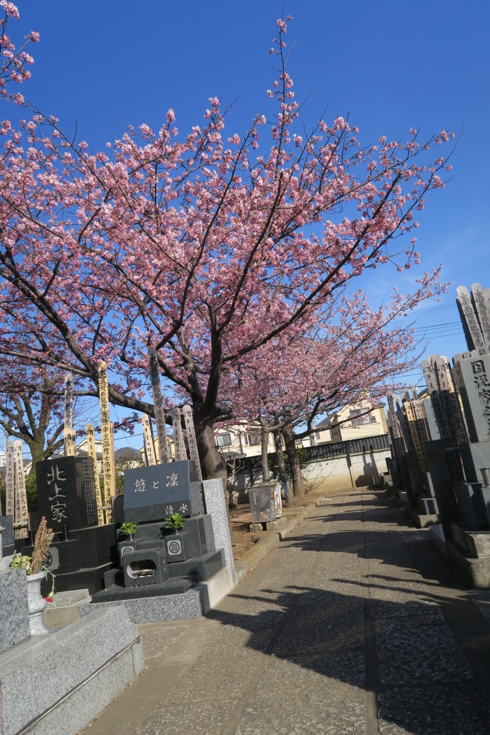 河津桜が満開