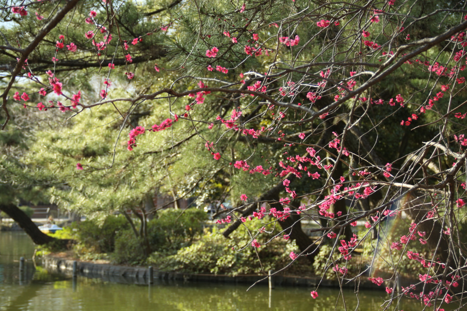 石神井公園にて