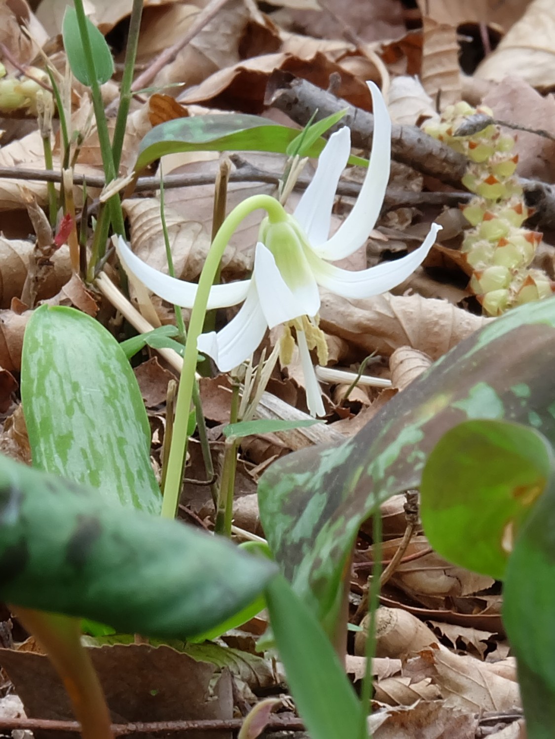 カタクリの白花、咲きました！