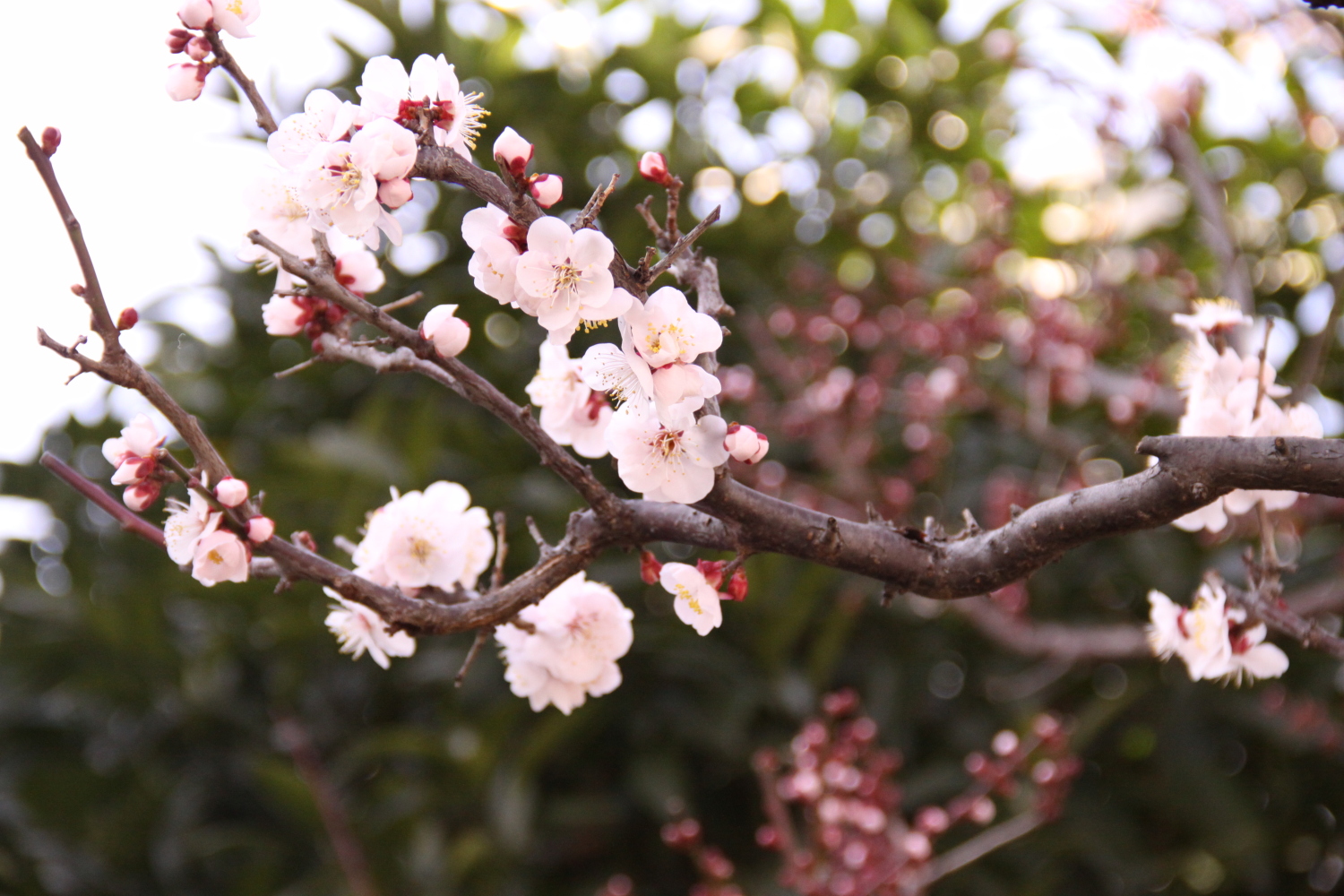 芽吹き