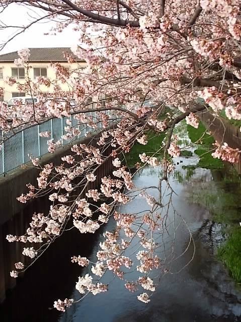宮木橋からの桜 画像