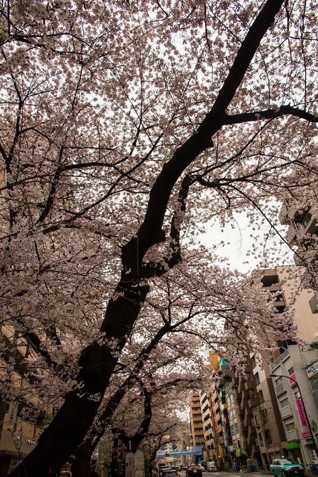千川通りの桜 画像