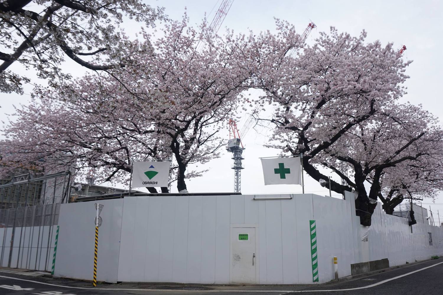 武蔵野音楽大学江古田キャンパスの桜 画像