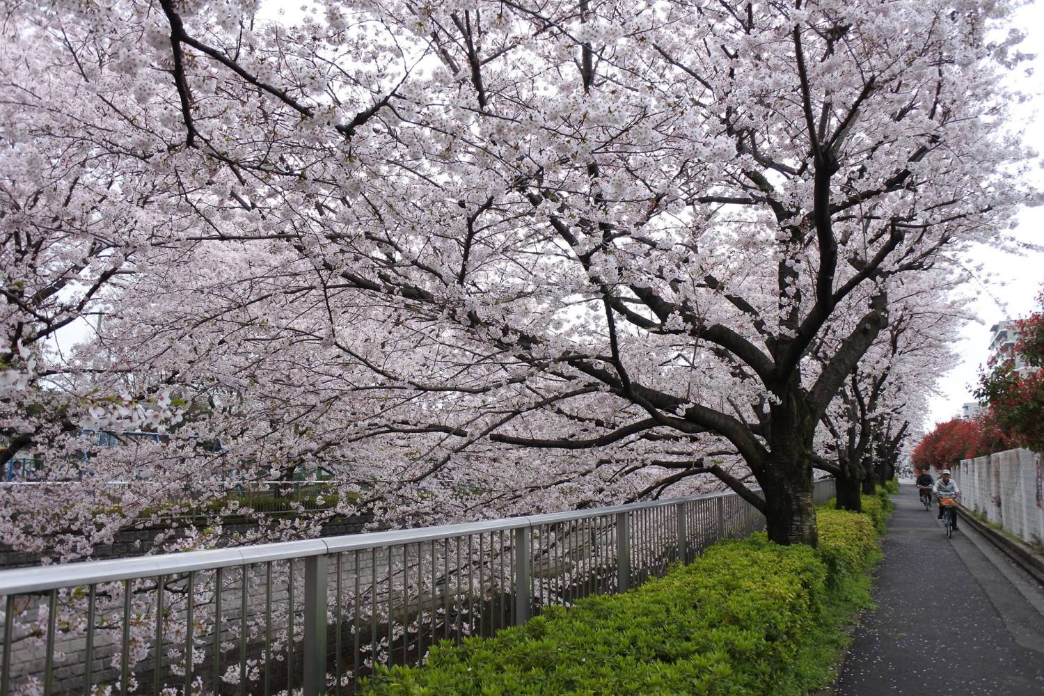 石神井川沿いの桜 画像