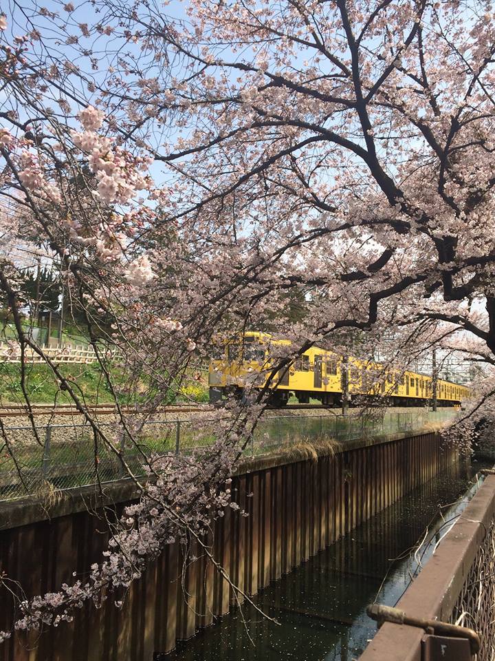 西武線と桜